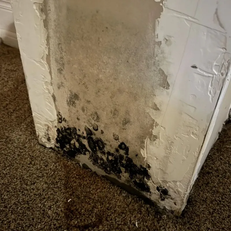 Professional Mold Removal in Blanding, UT